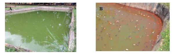 African fish ponds - cyanobacteria - FlowCam 2