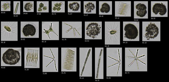 City of Danbury Cyanobacteria