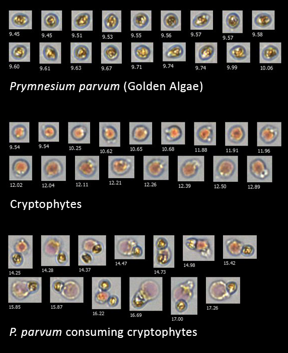 FlowCam P. parvum and cryptophyte collages