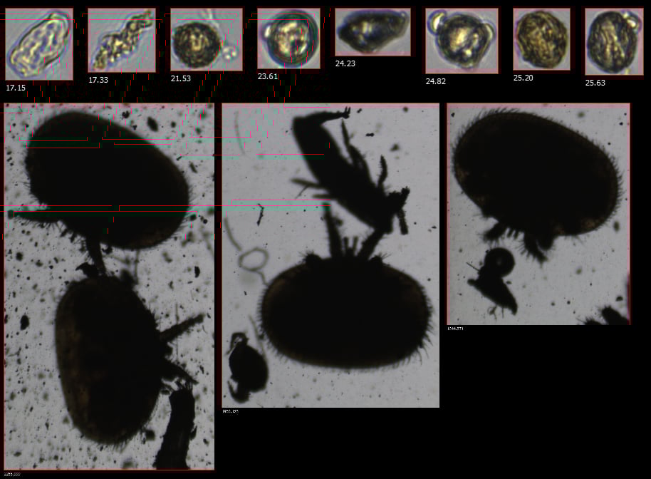 FlowCam honey sample