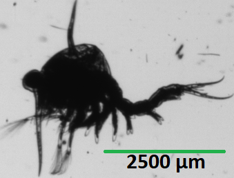 Green Crab Larvae2