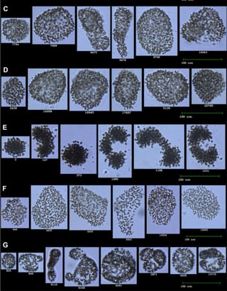 Mirasbekov_Dashkova_Barteneva_Semi-automated classificaiotn of Microcystis by FlowCam in mesocosm_Nature-Scientific Reports_April 2021-1