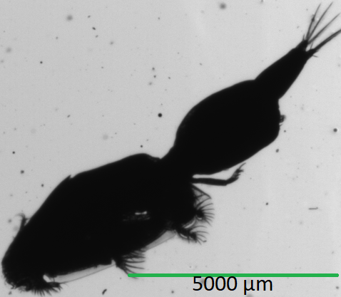 Sea Lice2