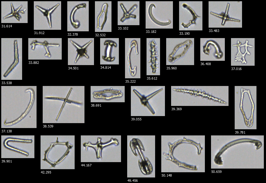 Sponge spicules