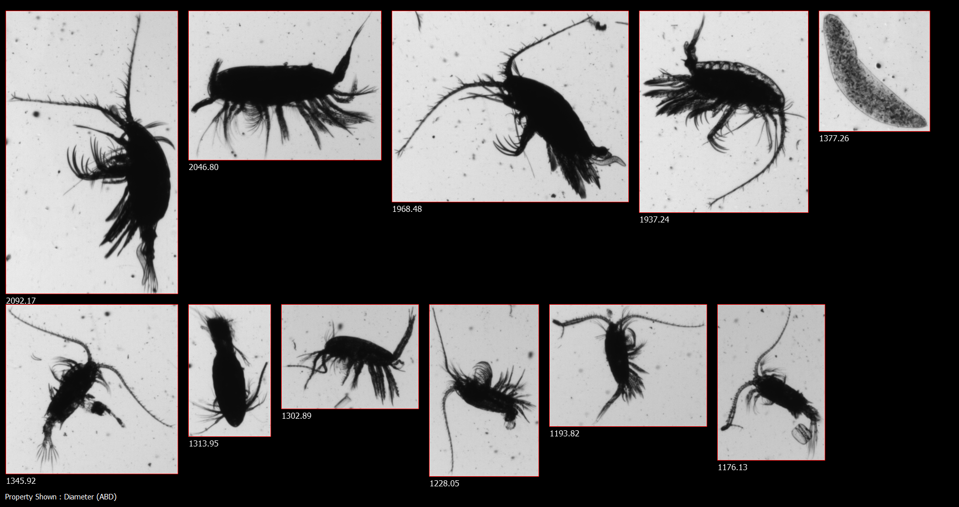 FlowCam zooplankton collage, gulf of Maine