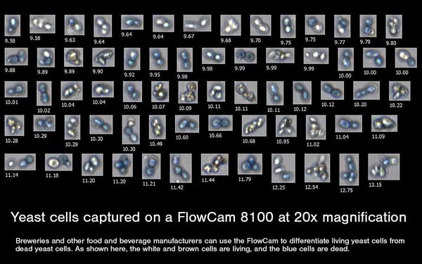 FlowCam collage of yeast cells