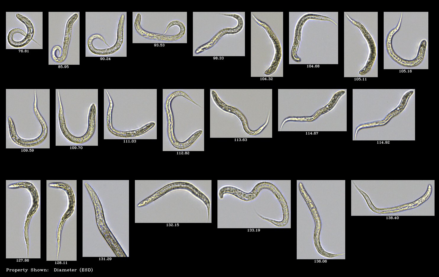 FlowCam collage of nematodes
