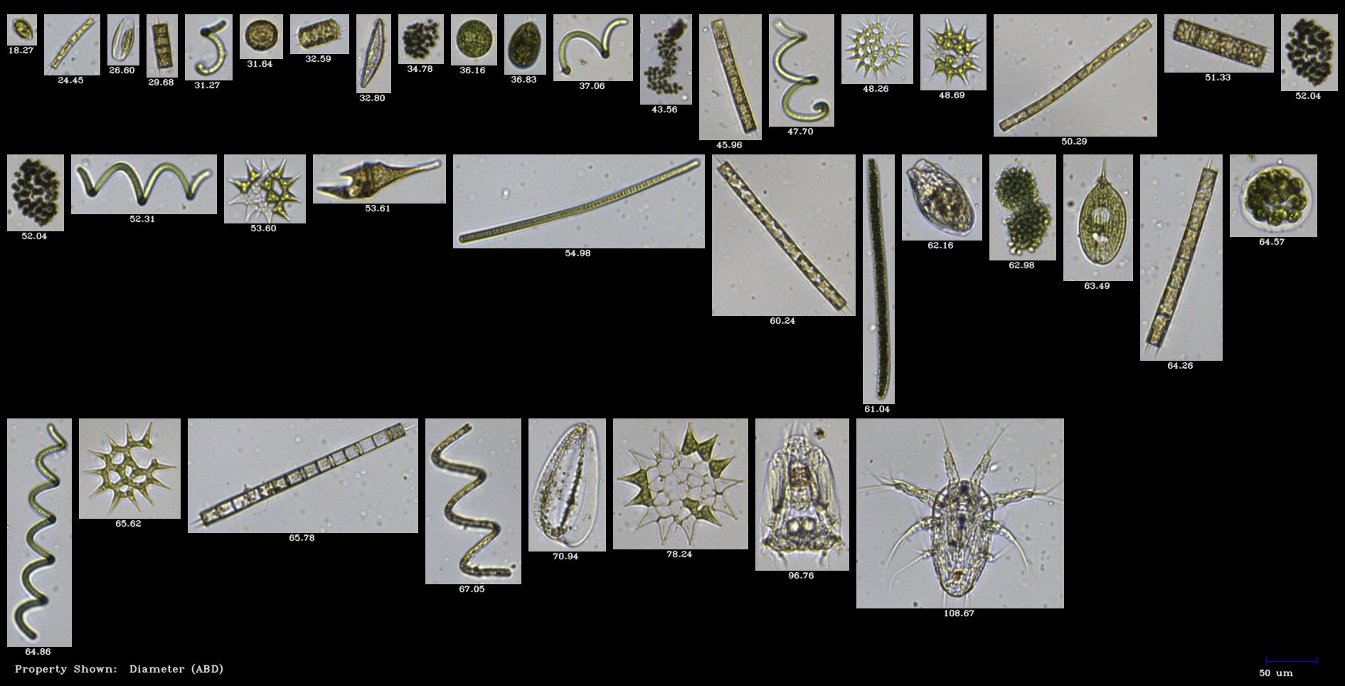 FlowCam collage of plankton from Yangtze River