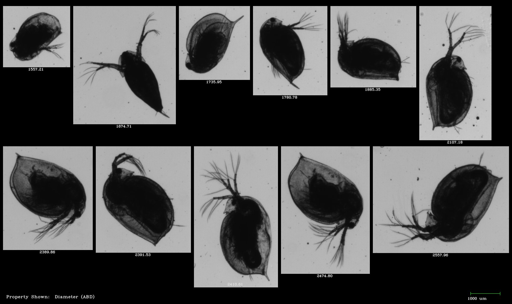FlowCam Macro collage of zooplankton - Daphnia