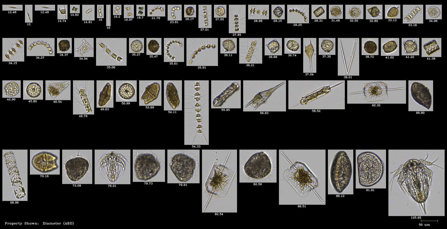 FlowCam collage of plankton collected in San Diego Harbor