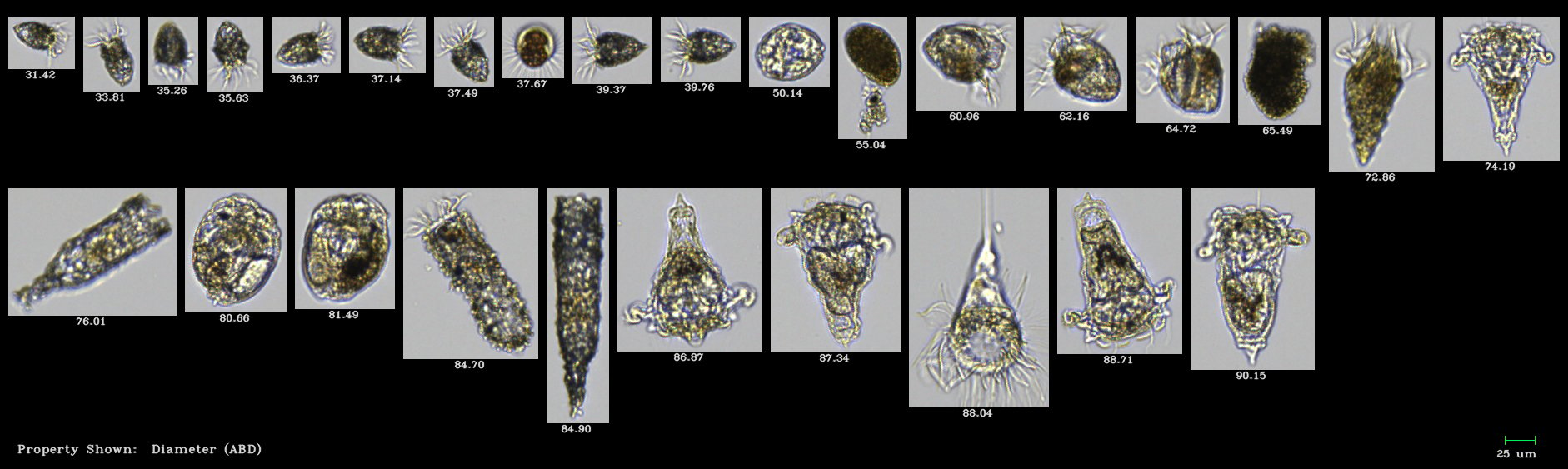 FlowCam Macro collage of zooplankton in Narragansett Bay