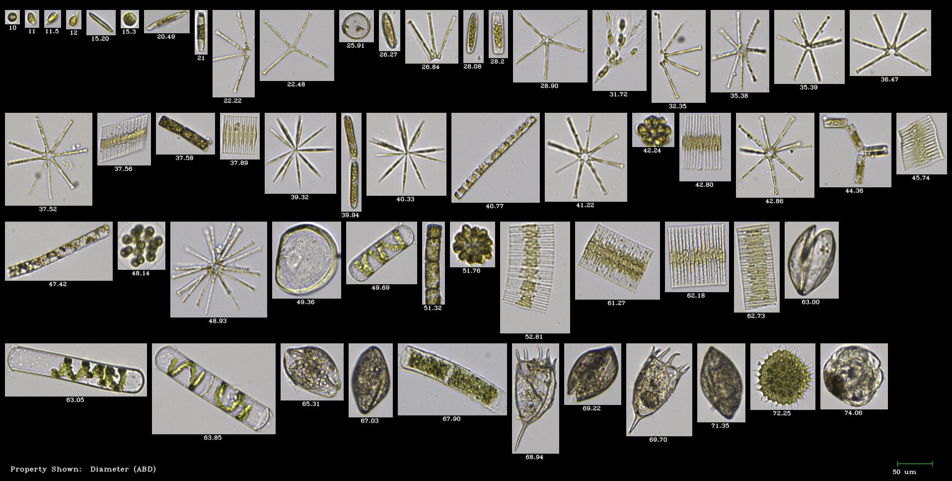 FlowCam collage of phytoplankton collected in Lake Ontario