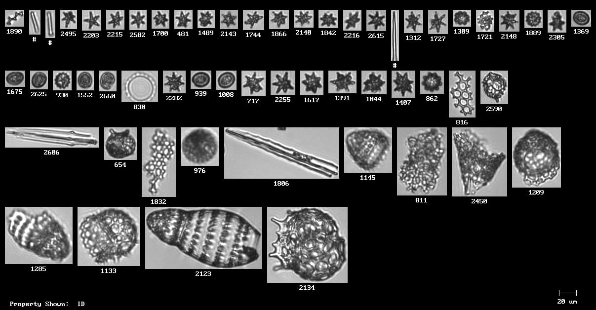 FlowCam collage of microfossils