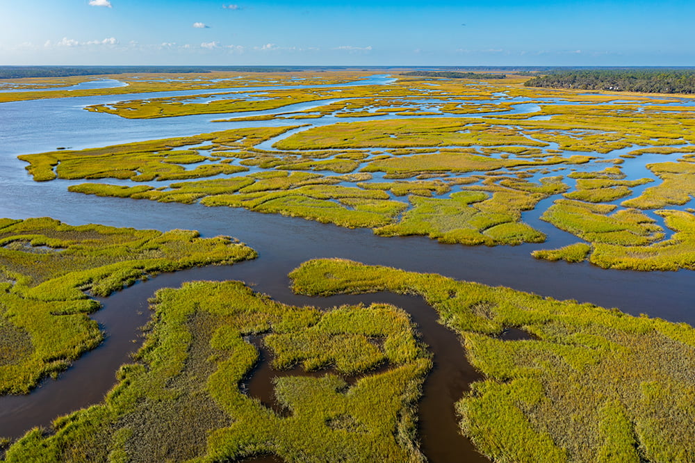 Georgia estuary