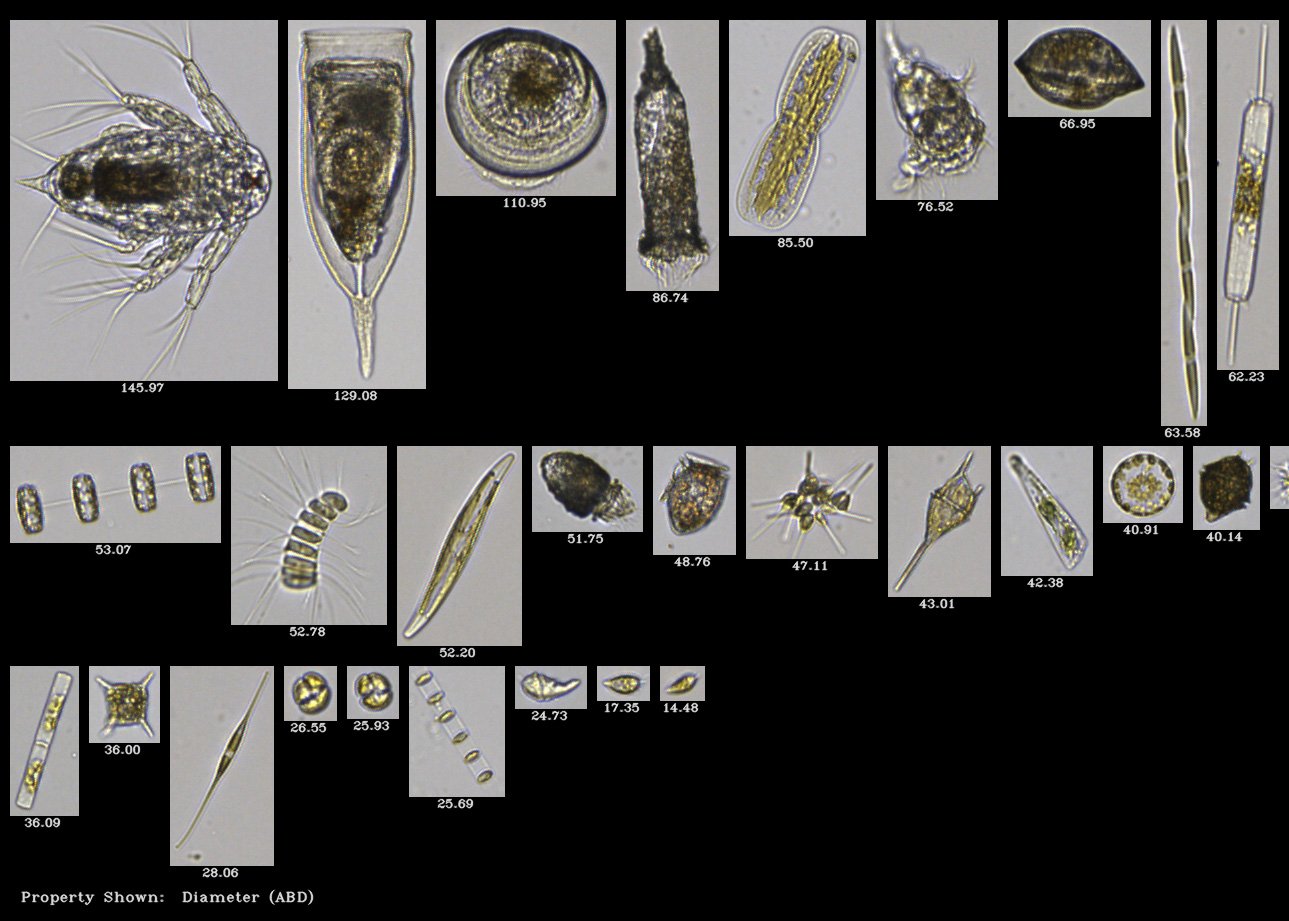 FlowCam plankton collage